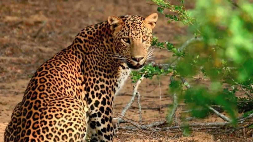 Wilpattu: Private Safari Day Trip with Lunch & Entry Fees - Pickup windows: the part that makes or breaks your safari