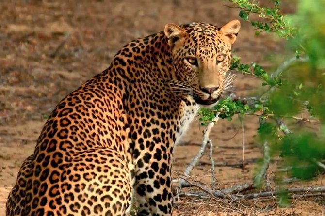 Yala Full Day Safari with Picnic Lunch - Private & All Inclusive - Key things that make this Yala safari work