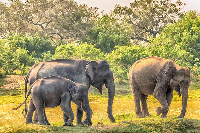 Yala Full Day Safari with Picnic Lunch - Private & All Inclusive - Colombo-area pickup and the reality of an early wake-up