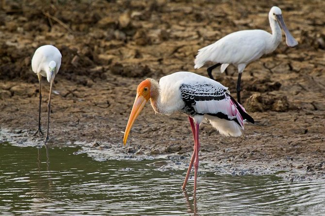 Yala Full Day Safari with Picnic Lunch - Private & All Inclusive - Wildlife targets: leopards, elephants, and sloth bears