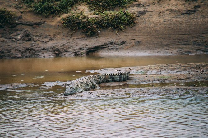 Yala Full Day Safari with Picnic Lunch - Private & All Inclusive - Picnic lunch and small comfort wins during a very long day