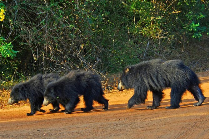 Yala Full Day Safari with Picnic Lunch - Private & All Inclusive - Guides, first-row effort, and why names matter