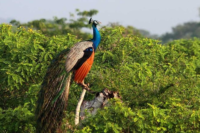 Yala Full Day Safari with Picnic Lunch - Private & All Inclusive - Price and value: what $175 buys you here