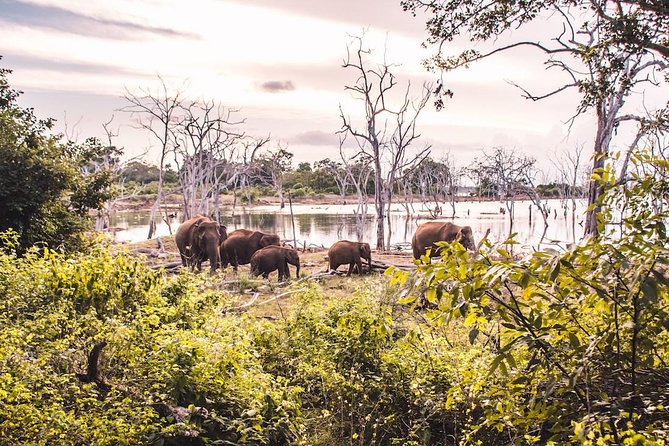 Yala Full Day Safari with Picnic Lunch - Private & All Inclusive - Who should book this private Yala safari
