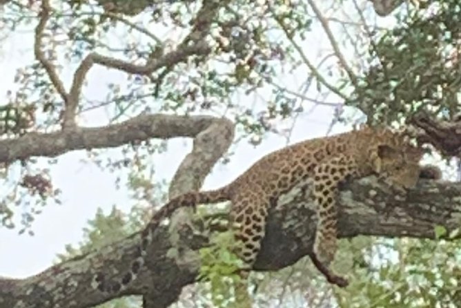 Yala National Park Full-Day Jeep Safari with Lunch - The full-day timing: what 10 to 12 hours really means