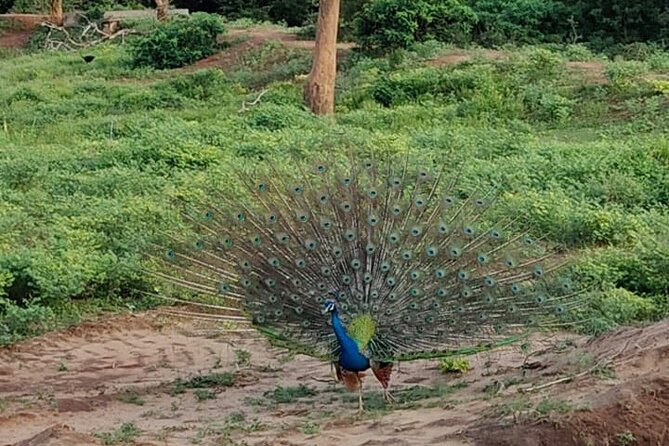 Yala National Park Full-Day Jeep Safari with Lunch - When this safari is the best fit (and when it’s not)