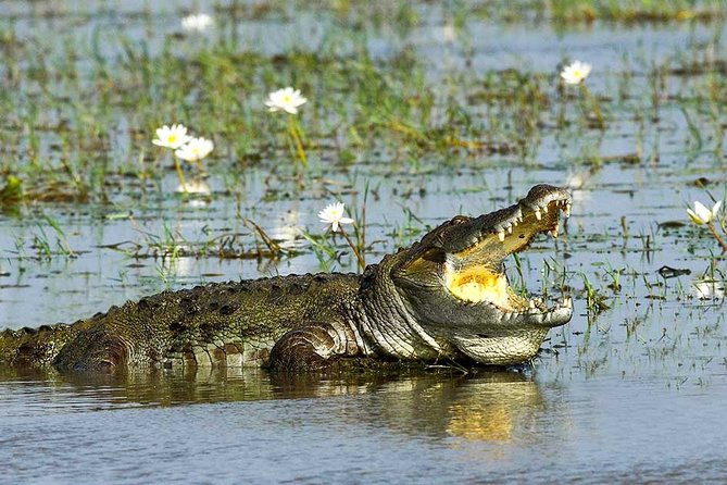 Yala National Park Full-Day Jeep Safari with Lunch - Getting into Yala: entrance tickets and the first big shift