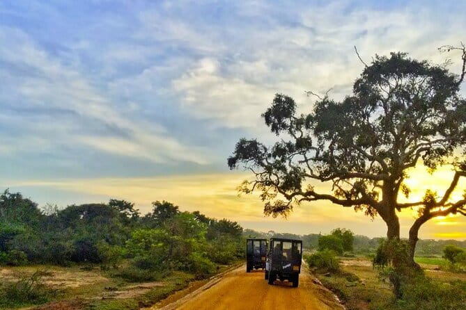 Yala National Park Private Jeep Safari From Colombo & Negombo - Key highlights to look for