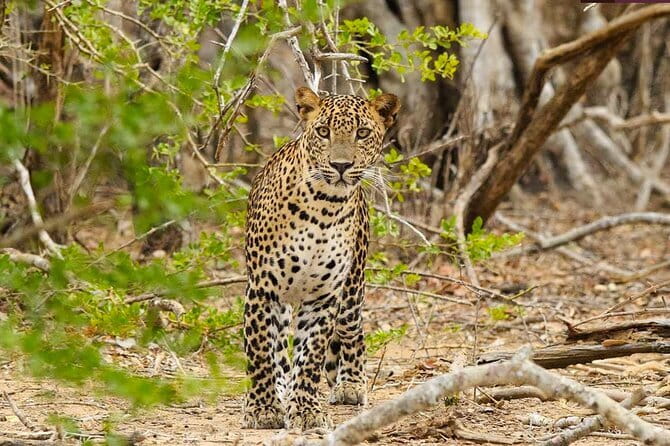 Yala National Park Private Jeep Safari From Colombo & Negombo - Why Yala is worth the long Colombo-to-park haul