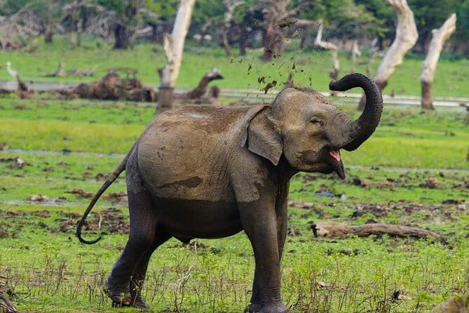 Yala National Park Private Jeep Safari From Colombo & Negombo - Open 4x4 jeep safari: tracker skills and binocular spotting