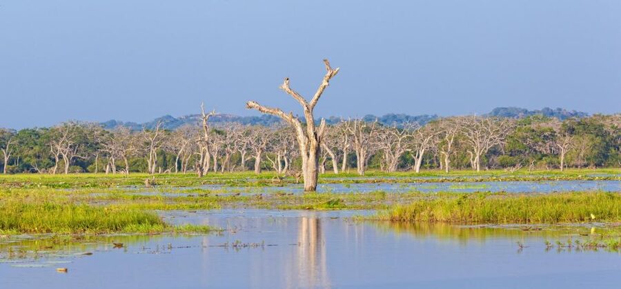 Yala Safari All-Inclusive Package with Convenient Pick Up - What animals you should watch for (and what those signs mean)