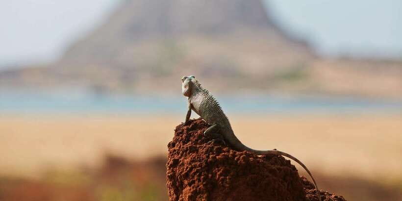 Yala Safari All-Inclusive Package with Convenient Pick Up - What’s included (and what you should bring anyway)