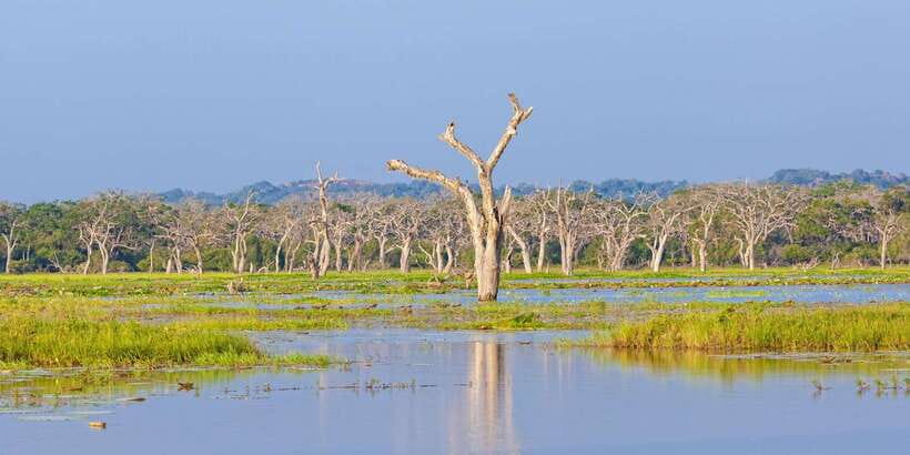 Yala Safari All-Inclusive Package with Convenient Pick Up - Morning vs evening departures: choosing the session that fits your style